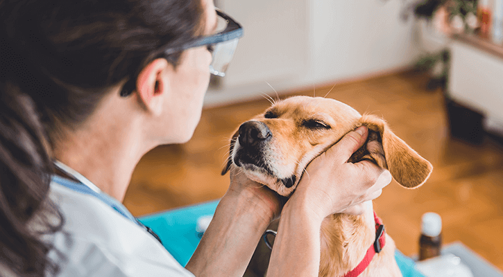 annual exam golden dog being examined by vet tech in office