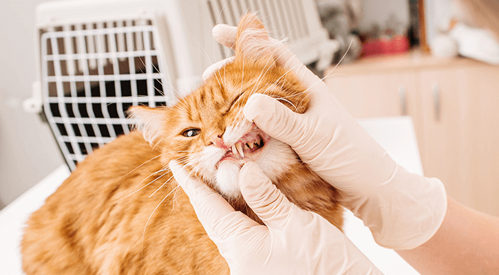 orange tabby cat receiving a dental exam from vet tech