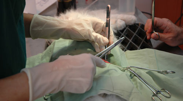 vet performing surgery on a cat with the help of vet tech