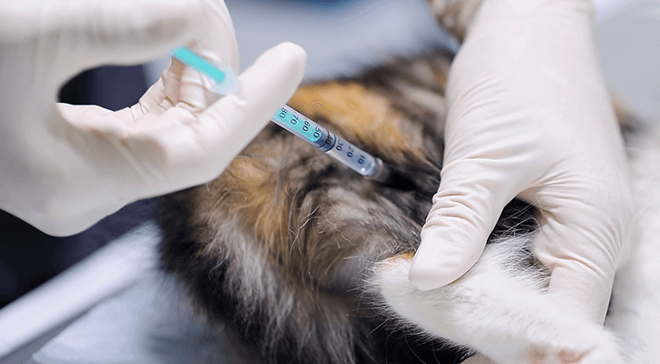 pet vaccination of cat by vet tech