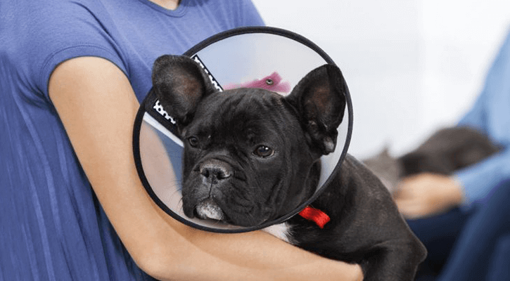 small clack dog wiht cone being held by vet tech