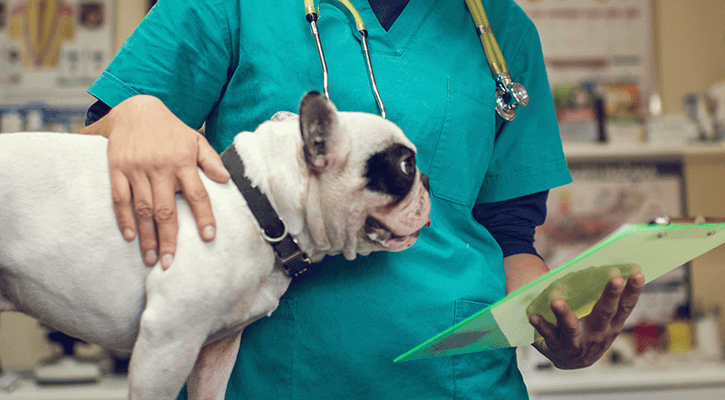 small white dog with black spot with vet tech getting ready for pet surgery