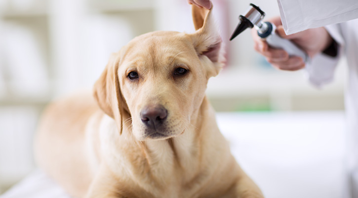 golden lab in foreground receiving an ear exam from a vet