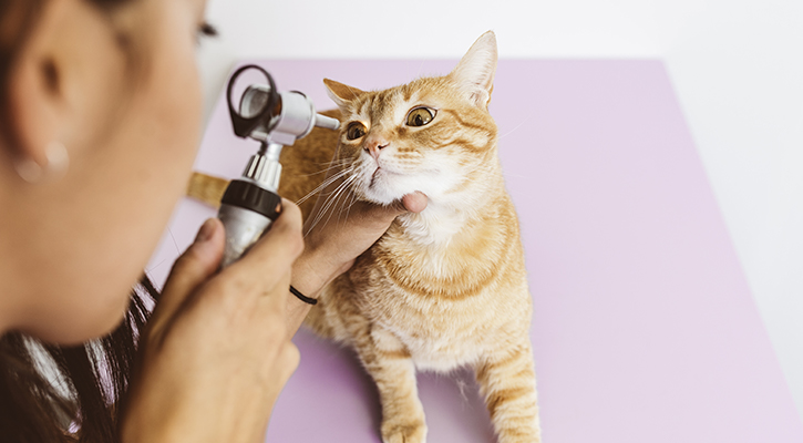 orange tabby cat on exam table receiving an eye exam form a vet professional