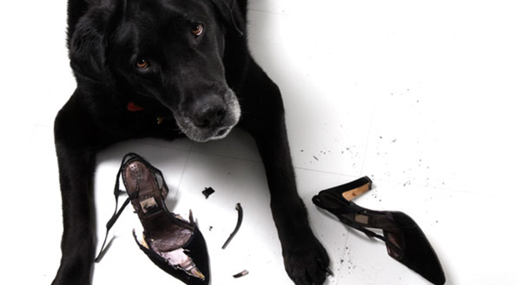 black dog looking up at camera after having chewed up a pair of black high heels