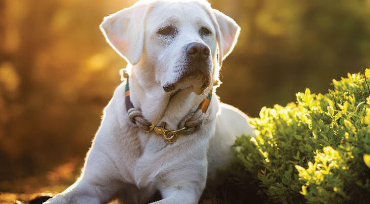 white dog laying outside on ground next to bush with sun in the background