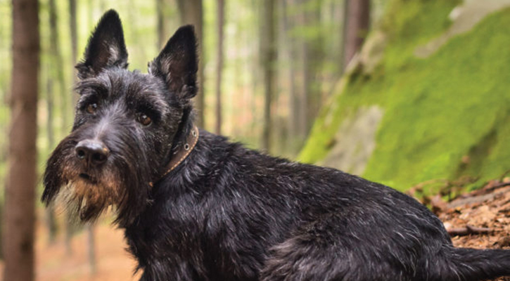 black yorkie standing outside in the woods staring at camera